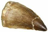 Fossil Mosasaur (Thalassotitan) Tooth - Morocco #374593-1